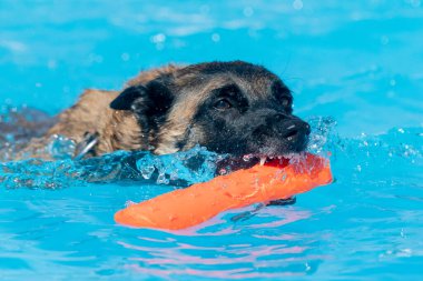 Belçika Malinois 'i yüzme havuzunda turuncu oyuncakla