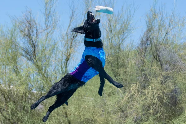 Labrador Retriever Saltando Muelle Aire Tratando Atrapar Juguete Antes Aterrizar — Foto de Stock