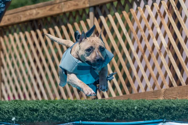 Tan Perro Saltando Muelle Evento Una Piscina Con Chaleco Aleta — Foto de Stock