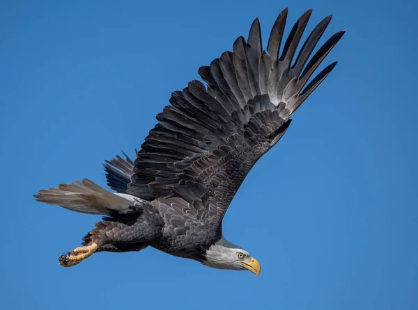 Águila Calva Adulta Volando Contra Cielo Azul Oscuro — Foto de Stock