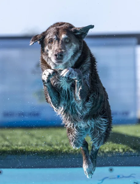 Brown Labrador Retriever Jumping Dock Dock Diving Event — Stock Photo, Image