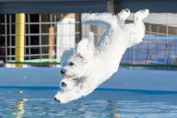 Beyaz köpek bir rıhtım dalışında yüzme havuzuna inmek üzere.