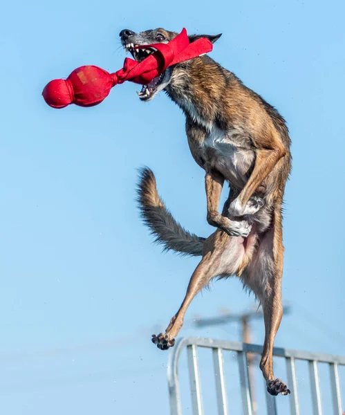 Braune Whippet Border Collie Mischlingshund Bei Einem Dock Diving Event — Stockfoto