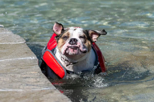 Bulldog in the pool in a life vest shaking off water