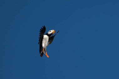 Bir martının kaya yüzeyine dikey iniş pozisyonu