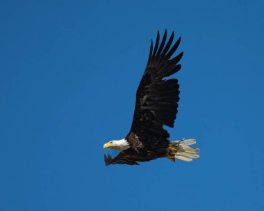 Mavi gökyüzüne doğru uçarken pençelerinde bir balıkla kel kartal.