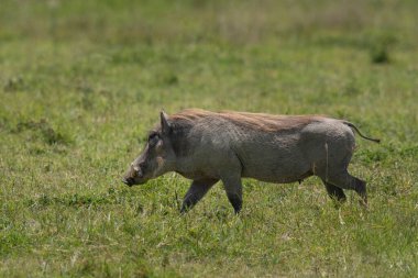 Afrika düzlüklerinde çimlerin üzerinde koşan dişi bir Afrika domuzu.