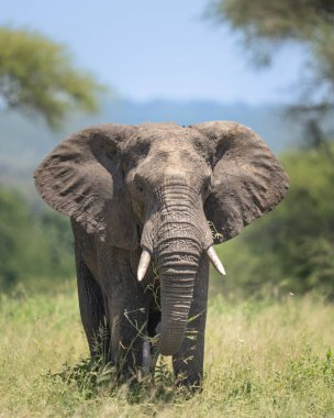 Dişleri hala büyümekte olan fil, yemek yerken çalıların arasından çıkıyor.