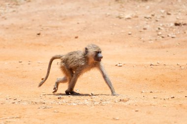 Genç babun sürünün geri kalanına yetişmek için toprak yolda koşuyor.