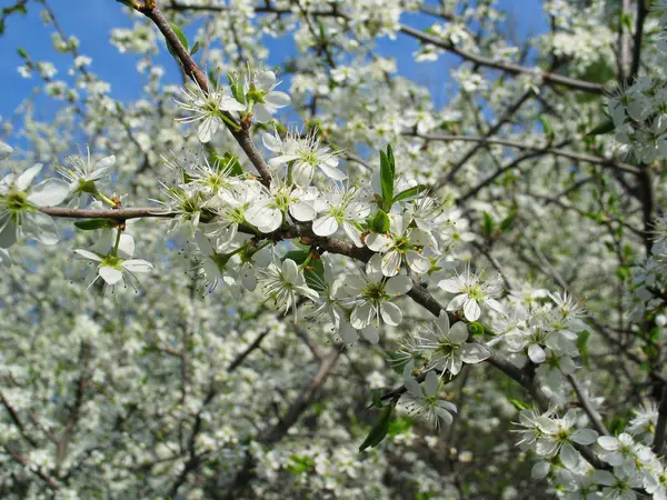 Blooming Cherry Tree in the Czech Republic — Stock Photo, Image