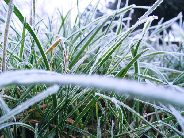 Gras bedeckt von Raureif schöne Winterlandschaft — Stockfoto