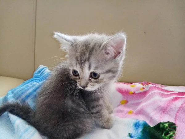 Pequeño Gatito Gris Sentado —  Fotos de Stock