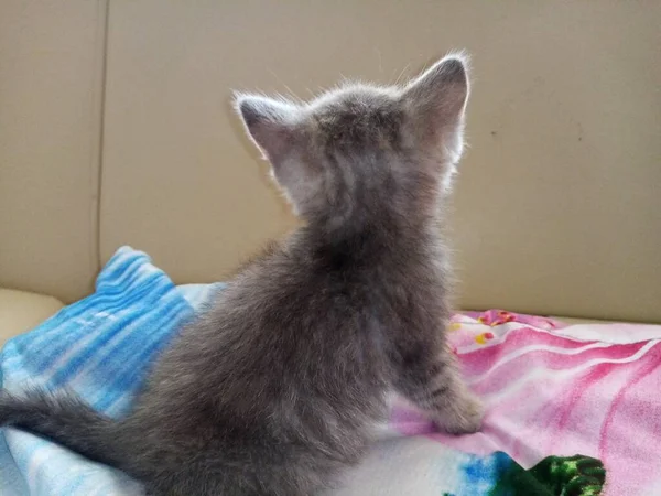 Liten Kattgrå Sittande — Stockfoto