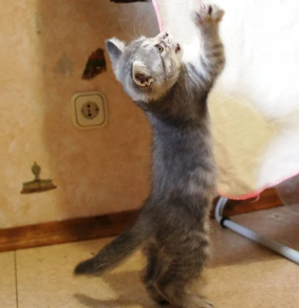 Pequeño Gatito Gris Sentado —  Fotos de Stock