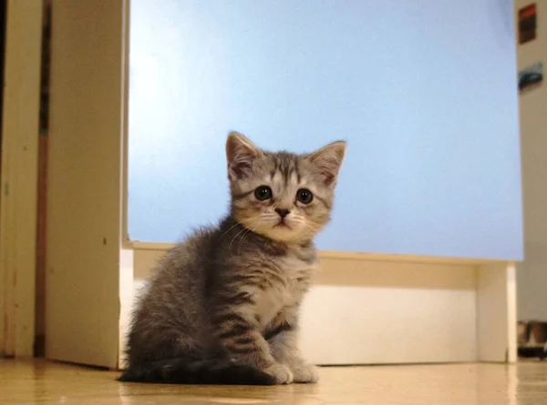 Little Kitty Grey Sitting — Stock Photo, Image