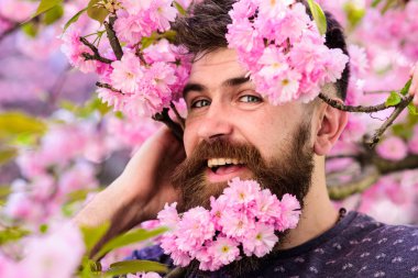Sakal ve bıyık ihale pembe çiçekler yakınındaki mutlu yüzündeki dostum, kapat. Sakallı erkek yüz sakura Bloom dışarı bakmak. Hippi sakal sakura çiçeği ile. Kuaför hizmet anlayışı