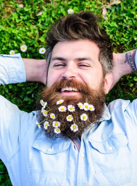 Hipster neşeli yüzündeki çimenlerin üzerinde üstten görünüm bırakır. Bahar kavramı. Adam uzun sakal ve bıyık, ufuk yeşil çayır arka plan. Adam güzel sakal papatya veya papatya çiçekleri ile görünüyor.