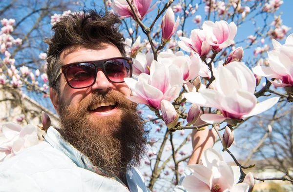 Человек с бородой и усами носит солнцезащитные очки в солнечный день, цветы магнолии на заднем плане. Концепция весны. Парень выглядит круто в стильных солнечных очках. Хипстер доволен модными солнечными очками — стоковое фото