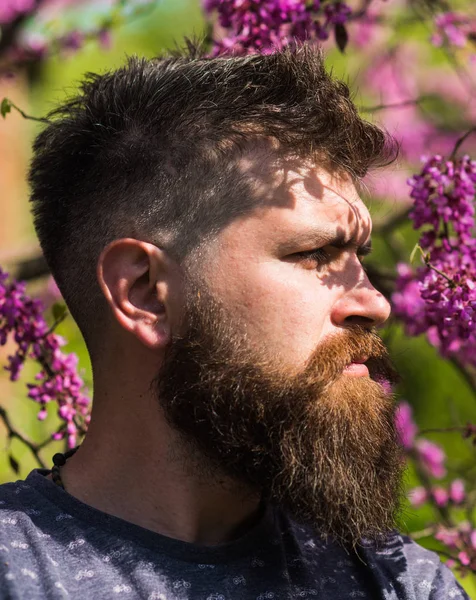 Homme avec barbe et moustache sur le visage strict près des fleurs par une journée ensoleillée. Hipster apprécie le printemps près de la fleur violette. Homme barbu avec coupe de cheveux fraîche posant avec floraison de judas arbre. Concept de parfumerie — Photo