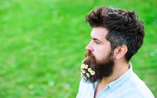 Hipster on calm face, green grass background, copy space. Man with beard and mustache enjoy spring, green meadow background. Spring freshness concept. Guy with daisy flowers in beard, side view — Stock Photo, Image