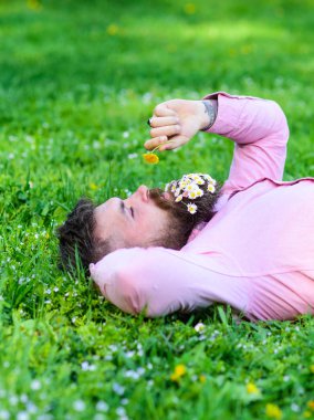 Sakin yüz sakallı adam karahindiba kokluyor. Barış ve huzur kavramı. Daisy çiçeklerle sakalı sakallı adam grassplot üzerinde yatıyordu, arka plan çimen. Adam sakal rahatlatıcı papatya buketi ile