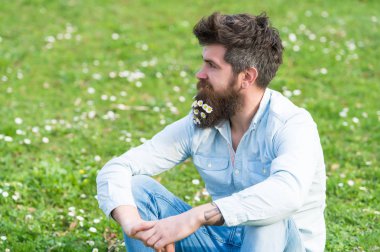 Hipster sakin yüz çimenlerin üzerinde oturur. Berber kavramı. Adam uzun sakal ve bıyık, ufuk yeşil çayır arka plan. Adam güzel sakal papatya veya papatya çiçekleri ile görünüyor.