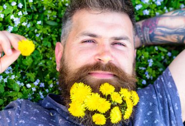 Dandelions sakal rahatlatıcı, üst görünümünde adamla. Sakal karahindiba çiçeklerle sakallı adam çayır, çimen arka plan üzerinde yatıyordu. Gevşeme kavramı. Sakin yüz sakallı adam elini başının arkasında koydu