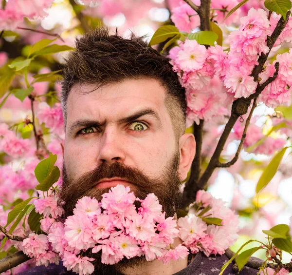 Frisör och hår vård koncept. Skäggig man med sakura på bakgrund, oskärpa. Hipster med sakura blomma bukett i skägg. Mannen med skägg och mustasch på strikt ansikte nära rosa blommor, närbild — Stockfoto