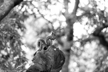 Sincap hayvan ağaç dalı ahşap doğal arka plan bulanık üzerinde oturmak. Doğa ve yaban hayatı habitat kavramı