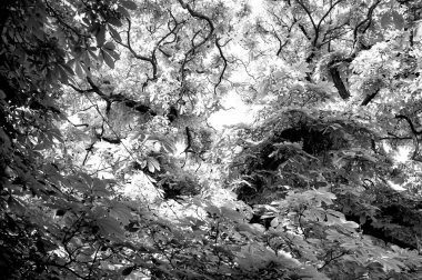 Güneşli doğal zemin üzerine yeşil yapraklarla Prag, Çek Cumhuriyeti, kestane ağacı. Bahar ya da yaz doğa kavramı.