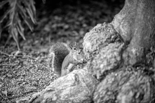 松鼠动物坐在树底的树木在模糊的自然背景 野生动物与自然栖息地概念 — 图库照片