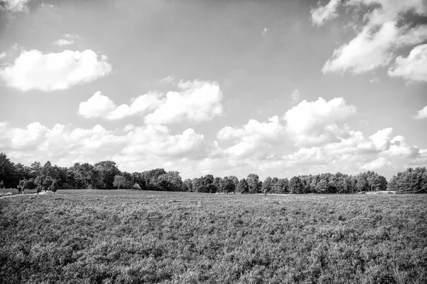 与开花常见希瑟 Vulgaris 和一棵橡树在 Lueneburg Lueneburger 德国下萨克森 秋天的田野和草原概念 — 图库照片