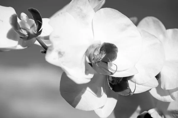 Mavi Gökyüzü Arka Plan Üzerinde Beyaz Orkide Çiçek Phalaenopsis Orkide — Stok fotoğraf