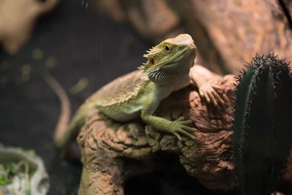 La iguana descansa sobre las raíces de los árboles. Vida silvestre y reptiles — Foto de Stock