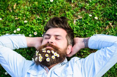 Hipster huzurlu yüzündeki çimenlerin üzerinde üstten görünüm bırakır. Adam güzel sakal papatya veya papatya çiçekleri ile görünüyor. Adam uzun sakal ve bıyık, ufuk yeşil çayır arka plan. Bahar kavramı