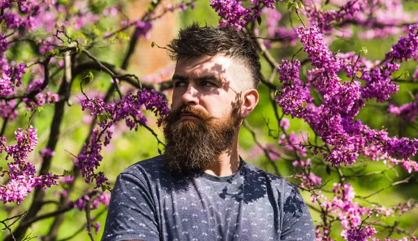 Hipster liker vår nær Fiol blomst. En skjeggete mann med ny frisyre som poserer med blomst av judas-trær. Mann med skjegg og bart i strengt ansikt, nær blomster på solskinnsdag. Parfymeringsbegrep – stockfoto