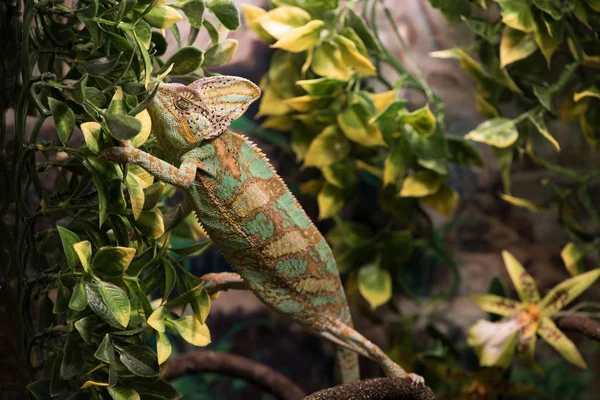 Chameleon rests on branches among leaves, close up. — Stock Photo, Image