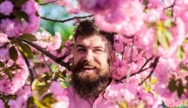 Uyum kavramı. Sakal ve bıyık yüz yakınındaki çiçek gülümseyen üzerinde olan adam. Şık saç kesimi ile sakura arka plan üzerinde çiçekler olan sakallı adam. Hipster sakura ağacın yakınındaki pembe gömlekli