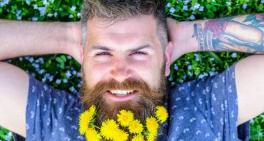 Dandelions sakal rahatlatıcı, üst görünümünde adamla. Breeziness kavramı. Sakal karahindiba çiçeklerle sakallı adam çayır, çimen arka plan üzerinde yatıyordu. Ellerini başının arkasında gülümseyen yüzünde sakallı adam koy