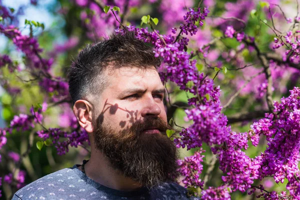 Hombre con barba y bigote en cara estricta cerca de las flores en el día soleado. Hipster disfruta de la primavera cerca de la flor violeta. Concepto de perfumería. Hombre barbudo con corte de pelo fresco posando con flor de árbol de judas — Foto de Stock