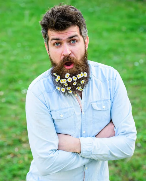 Hipster sur le visage heureux surpris debout sur l'herbe, déconcentré. Concept de beauté naturelle. Il est beau avec des fleurs de marguerite à la barbe. Homme avec barbe et moustache profiter du printemps, fond de prairie — Photo