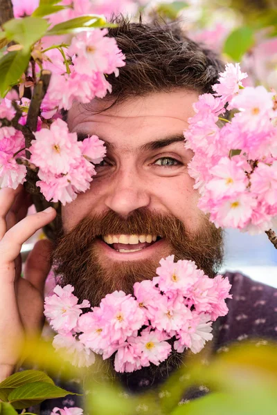 Man with beard and mustache on happy face near tender pink flowers, close up. Hipster with sakura blossom in beard. Skin care and hair care concept. Bearded male face peeking out of bloom of sakura — Stock Photo, Image