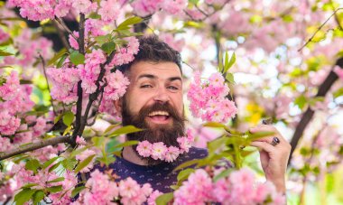 Hassasiyet kavramı. Hippi sakal sakura çiçeği ile. Sakal ve bıyık ihale pembe çiçekler yakınındaki mutlu yüz üzerinde olan adam. Adam arka plan üzerinde sakura bloom ile taze saç kesimi ile sakallı