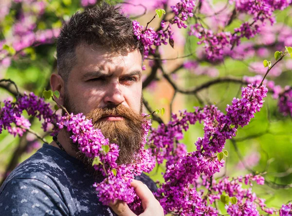 Хипстер наслаждается весной рядом с фиолетовым цветком. Парфюмерная концепция. Человек с бородой и усами на строгом лице рядом с цветами в солнечный день. Бородатый мужчина со свежей стрижкой, позирующий с цветком иудейского дерева — стоковое фото