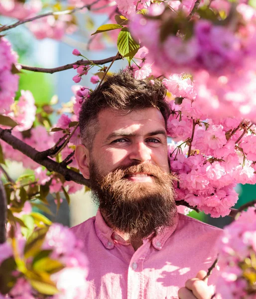 Hipster i rosa skjorte nær grenen av sakura. Mann med skjegg og bart på smilende ansikt nær blomster. Skjeggete mann med stilig frisyre med sakurabølger på bakgrunn. Samsvar med naturbegrepet – stockfoto