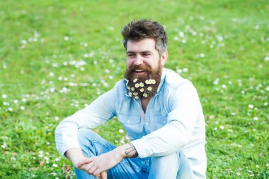 Papatya veya papatya çiçek yeşil çim çayır üzerinde oturan sakal içinde mutlu gülümseyen adam. Güneşli gün açık havada, zevk çekici kendine güvenen adam bahar zaman kavramı