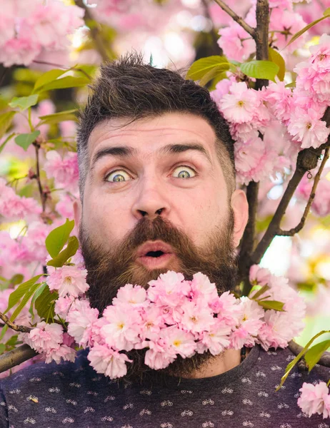 Man with beard and mustache on surprised face near pink flowers, close up. Bearded man with sakura on background, defocused. Hipster with sakura blossom bouquet in beard. Barber and hair care concept — Stock Photo, Image