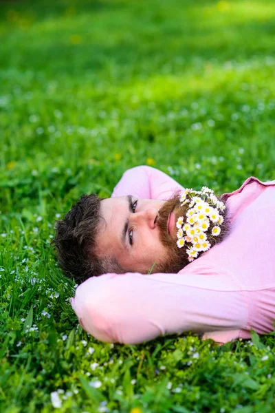 L'uomo barbuto con fiori di margherita in barba giaceva su prato, sfondo erba. L'uomo con la barba sul viso calmo godere della natura. Unisciti al concetto di natura. Hipster con bouquet di margherite in barba rilassante — Foto Stock