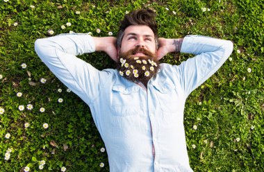 Hipster rahat yüzündeki çimenlerin üzerinde üstten görünüm bırakır. Yatıştırma kavramı. Adam güzel sakal papatya veya papatya çiçekleri ile görünüyor. Sakallı ve bıyıklı sahiptir bahar, yeşil çayır arka plan