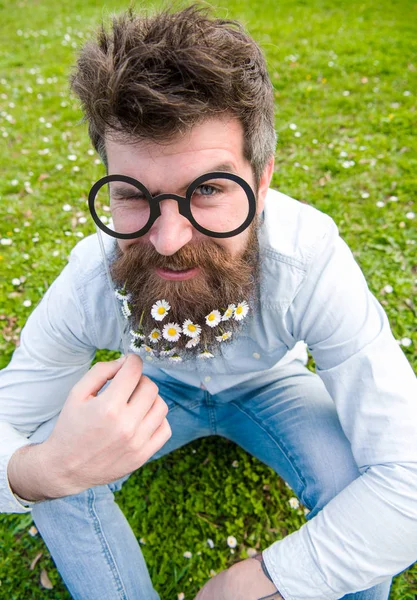 Il a l'air bien avec des fleurs de marguerite ou de camomille dans la barbe. Concept printanier. Homme à longue barbe et moustache, fond vert déconcentré. Hipster avec barbe sur le visage joyeux, posant avec des lunettes — Photo